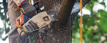 How Our Tree Care Process Works  in  Cienegas Terrace, TX